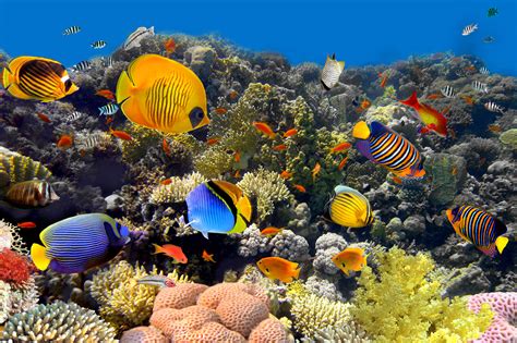 coral_reef1|Coral reef 